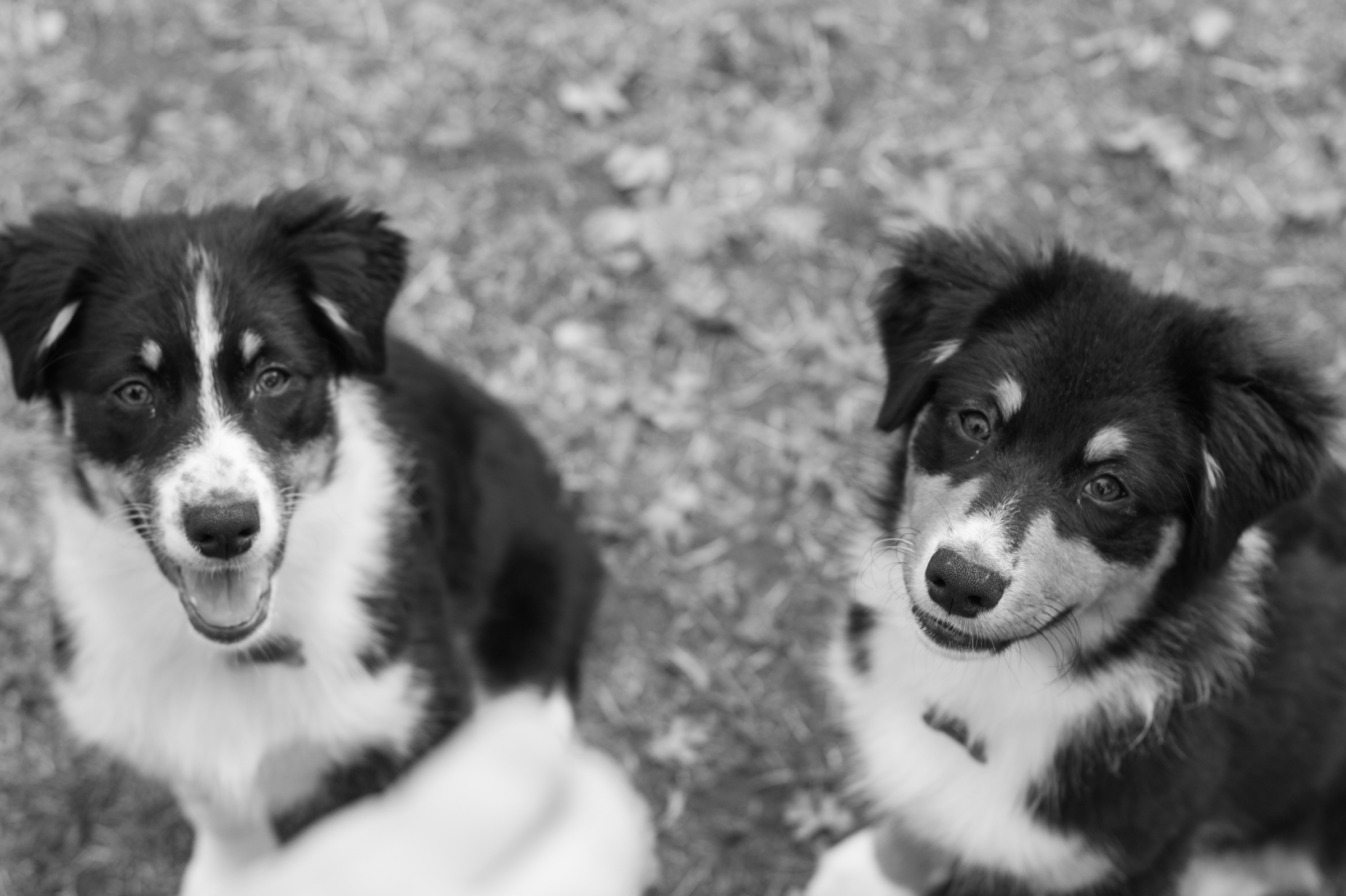 Meet Our New Fur Babies! Austrailian Shepherd Puppies By Adrienne & Dani Photography