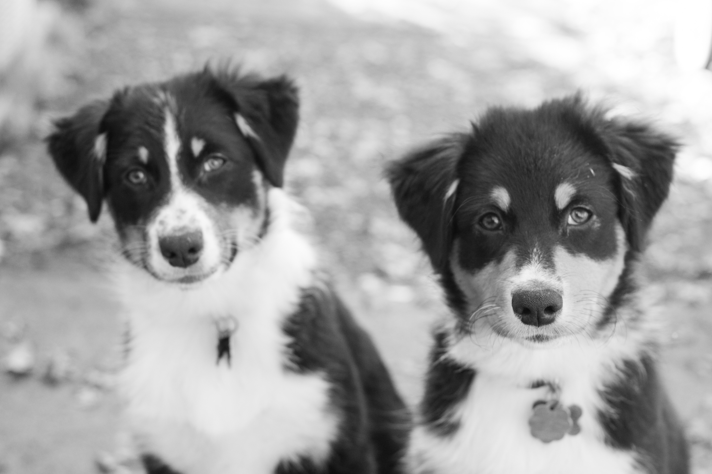 Meet Our New Fur Babies! Austrailian Shepherd Puppies By Adrienne & Dani Photography