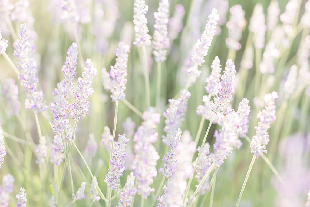 Cache creek lavender farm lavender by Adrienne and Dani Photography