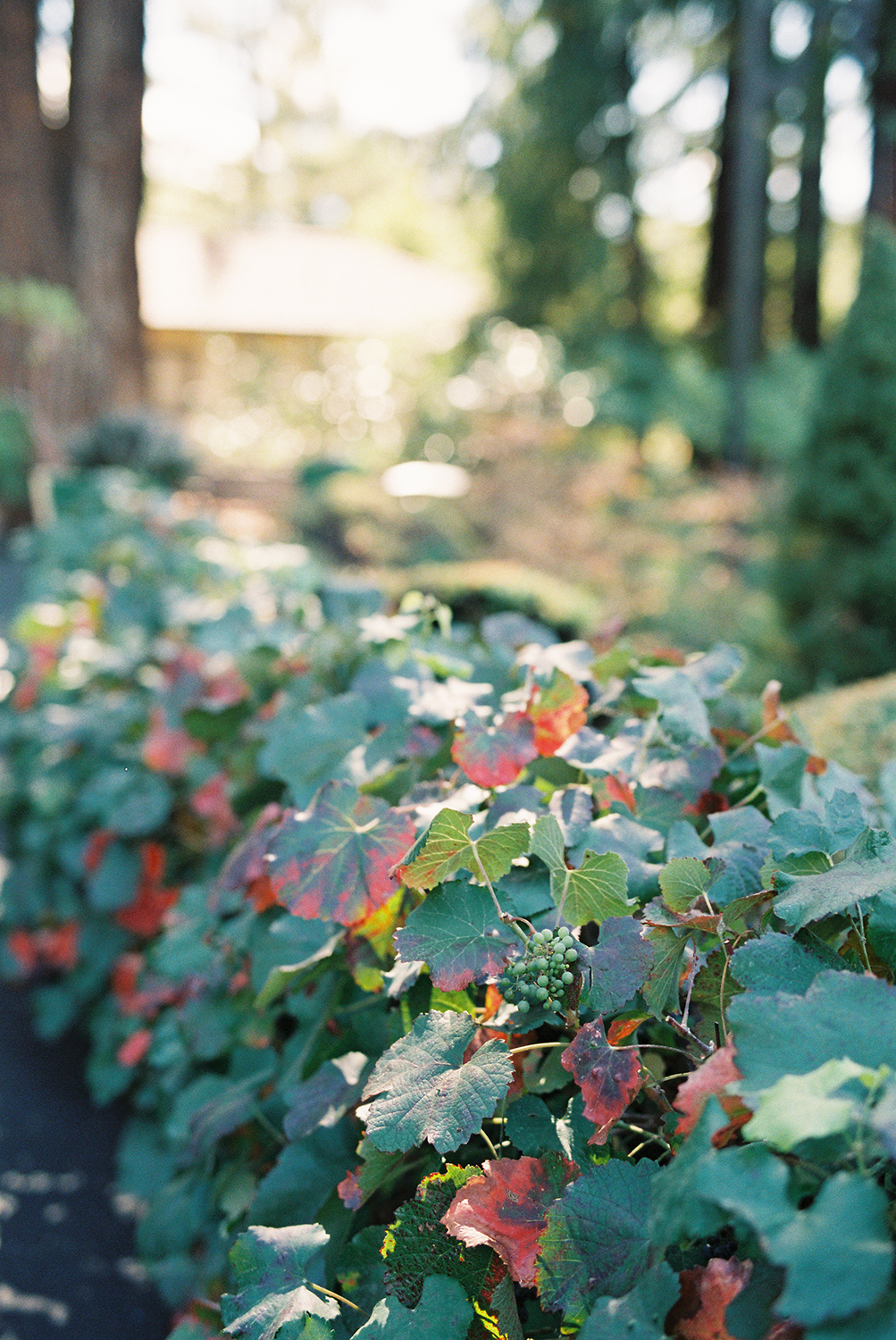 korbel winery venue details photographed on Kodak Portra 400 Film