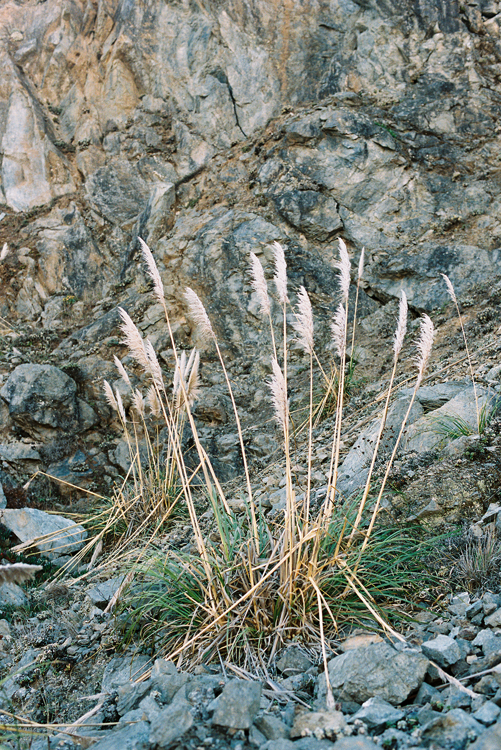 Bodega Bay beaches photographed on Kodak Portra 400 Film