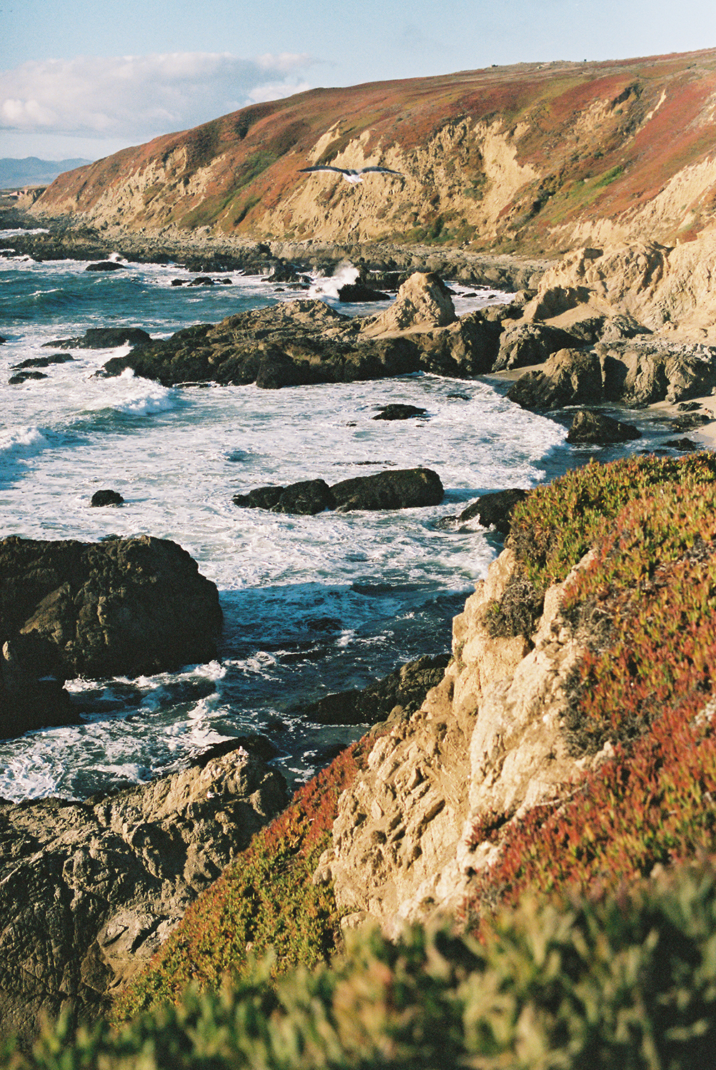 Bodega Bay beaches photographed on Kodak Portra 400 Film