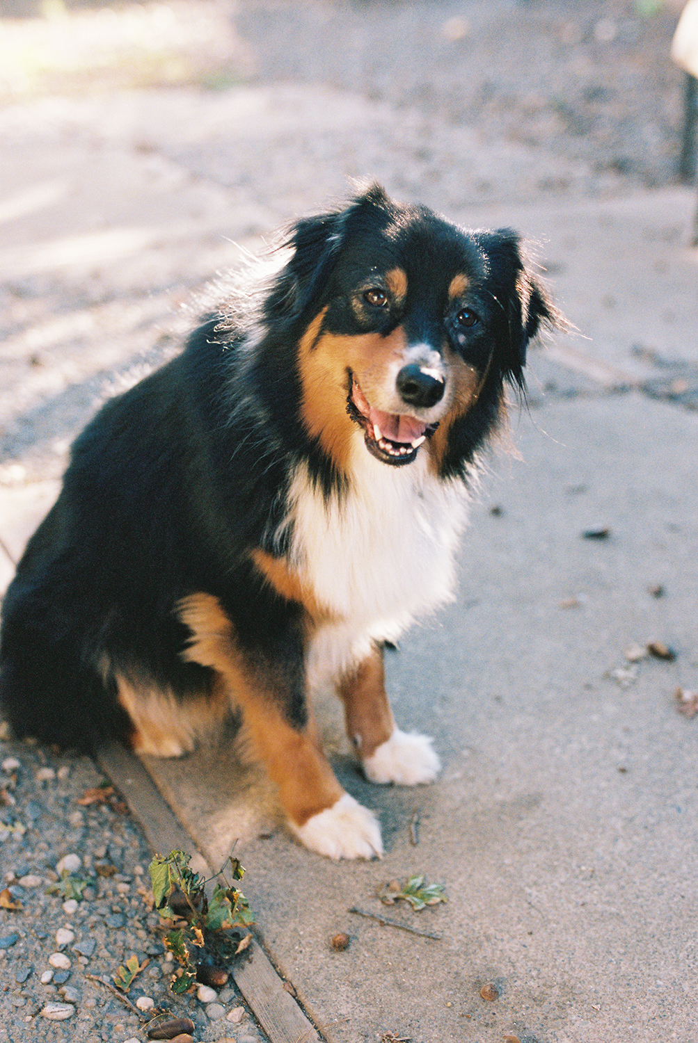 an Australian shepherd dog photographed on Kodak Portra 400 Film