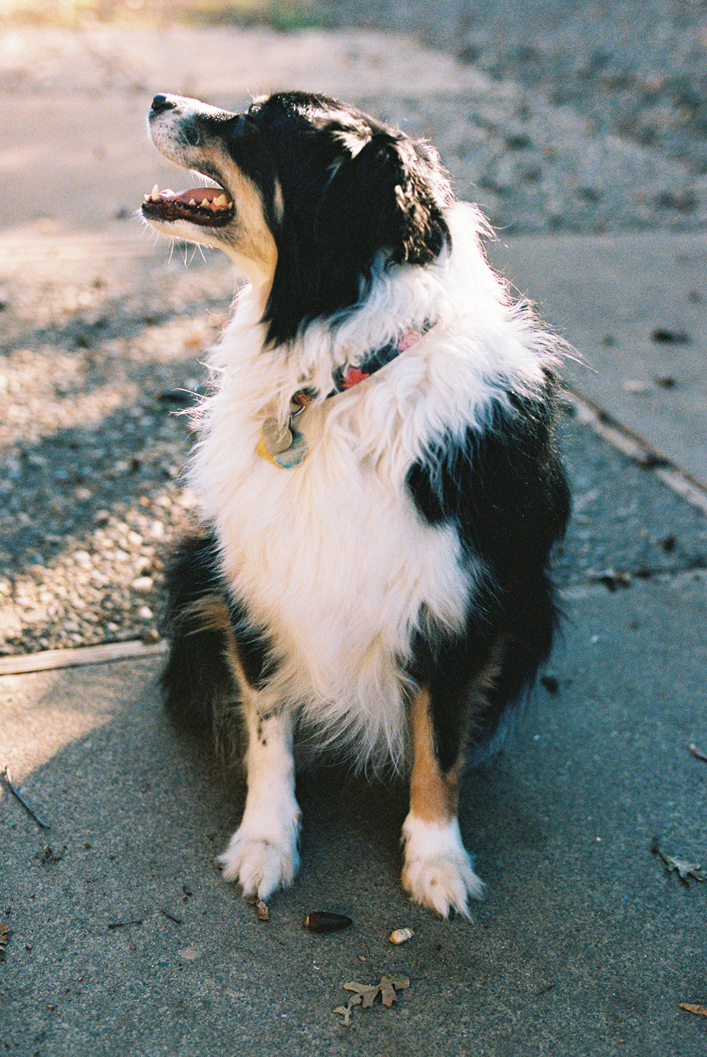 an Australian shepherd dog photographed on Kodak Portra 400 Film