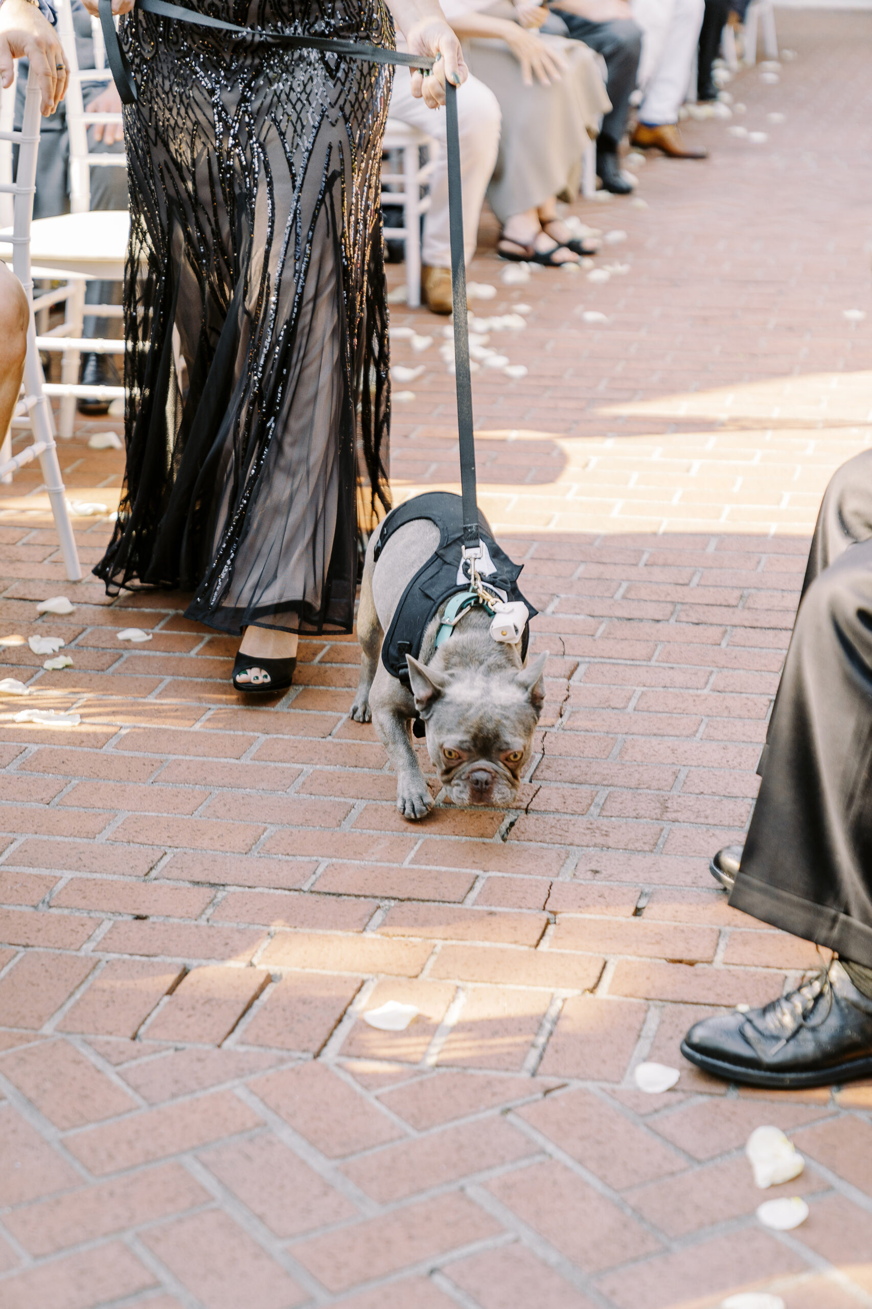 a french bulldog ring bearer at a Downtown Sacramento Vizcaya Wedding 